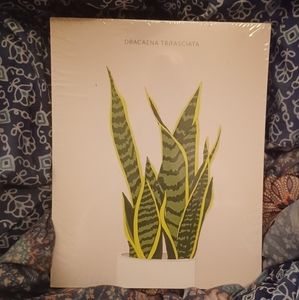 🍀Snake plant print only. (032923A)